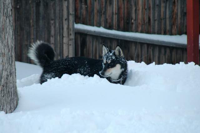 20061221Blizzard9360