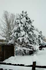 20061221Blizzard9153