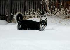 20061221Blizzard9221