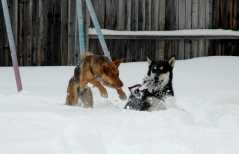20061221Blizzard9249