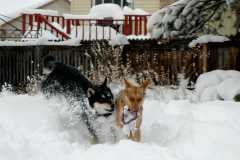 20061221Blizzard9335