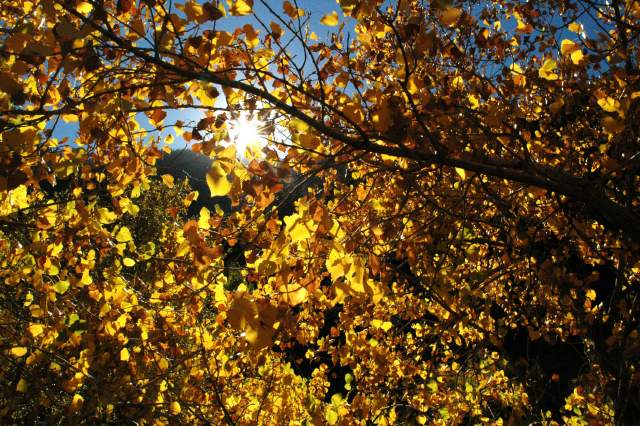 009-20051016FallColor06