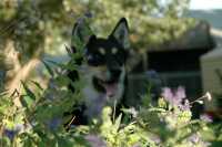 004-20050829Sika7987