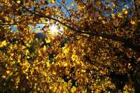 009-20051016FallColor06