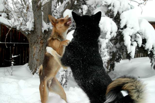 20070101DogPark9458