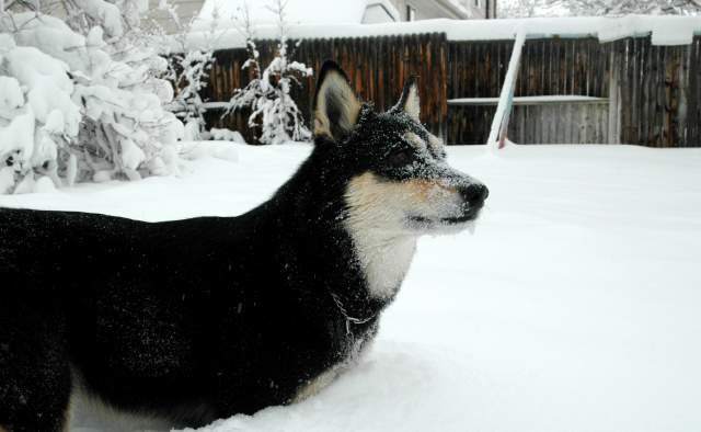 20070101DogPark9470