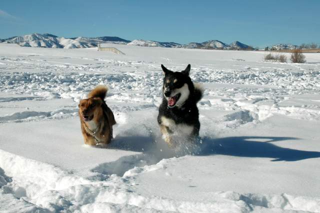 20070101DogPark9516