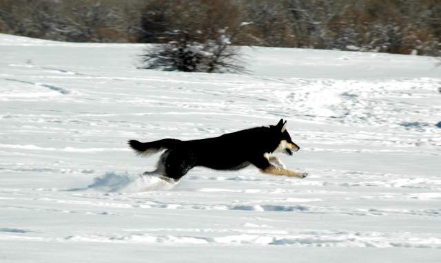 20070101DogPark9523