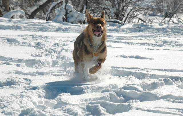20070101DogPark9538