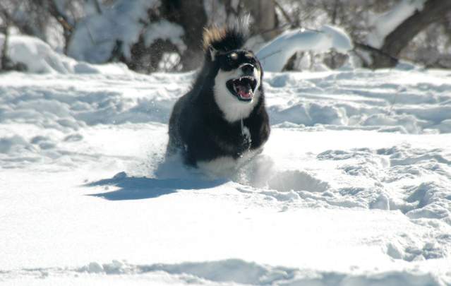20070101DogPark9541