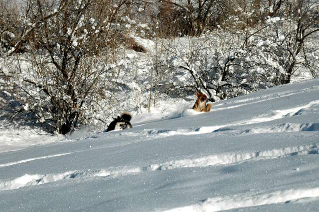 20070101DogPark9582