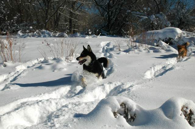 20070101DogPark9650