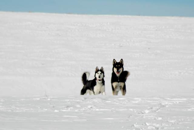 20070108DogPark9856