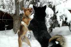 20070101DogPark9458