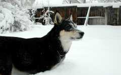 20070101DogPark9470