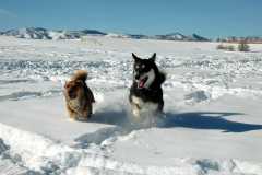 20070101DogPark9516