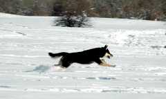 20070101DogPark9523
