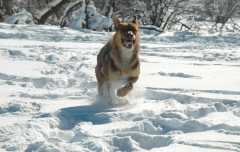 20070101DogPark9538
