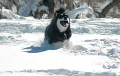 20070101DogPark9541