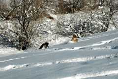 20070101DogPark9582