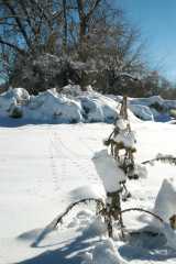 20070101DogPark9649