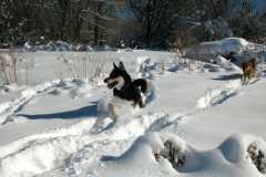 20070101DogPark9650