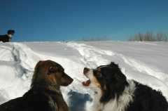 20070101DogPark9668