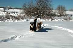 20070101DogPark9684