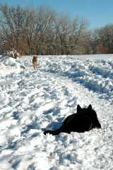 20070101DogPark9689