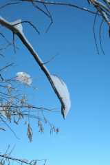 20070101DogPark9708