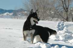 20070101DogPark9710