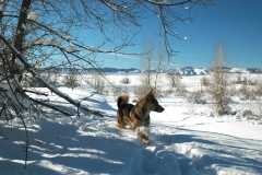 20070101DogPark9761