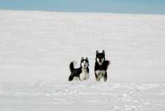 20070108DogPark9856