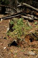 20070603Camping1709