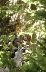 20070614RabbitEars2622