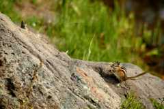 20070614RabbitEars2700