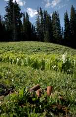20070614RabbitEars2753