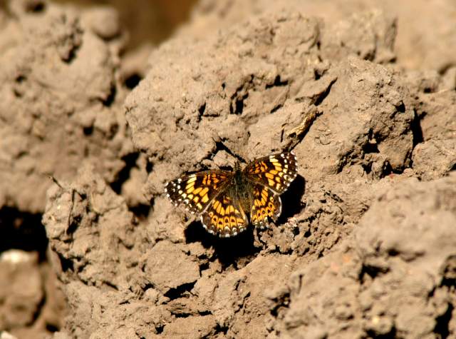 20070615CastorGulch3092