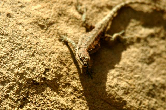20070615CastorGulch3395
