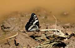 20070615CastorGulch3078