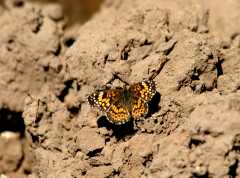 20070615CastorGulch3092