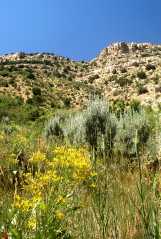 20070615CastorGulch3178
