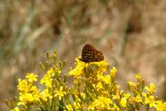 20070615CastorGulch3219