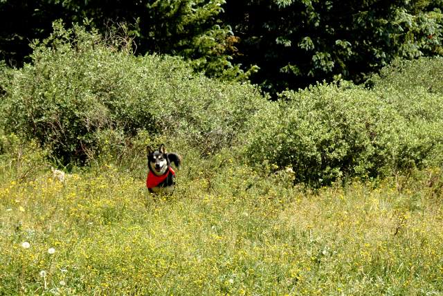 20070713Camping4402