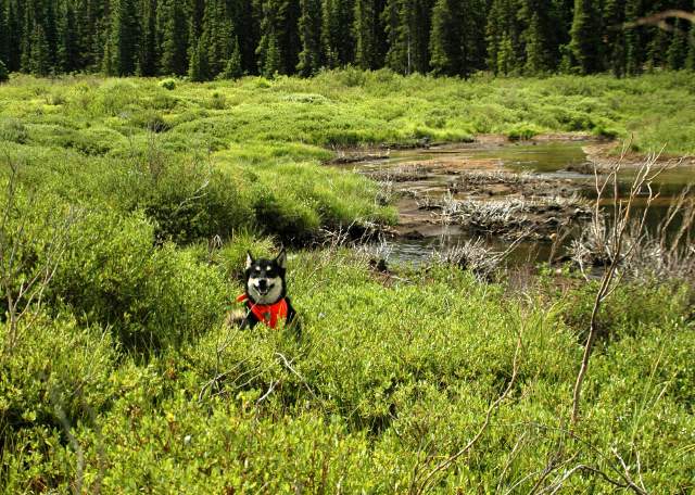 20070713Camping4601