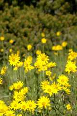20070713Camping4699