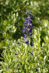 20070713Camping4751