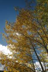 20070923FallColor5413