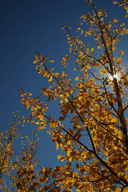 20070927FallColor5599