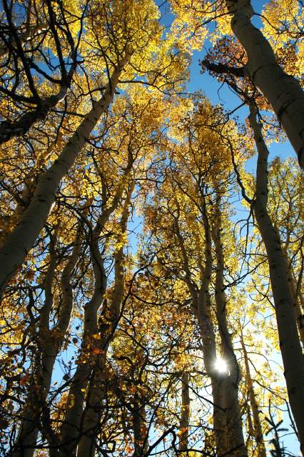 20070927FallColor5741